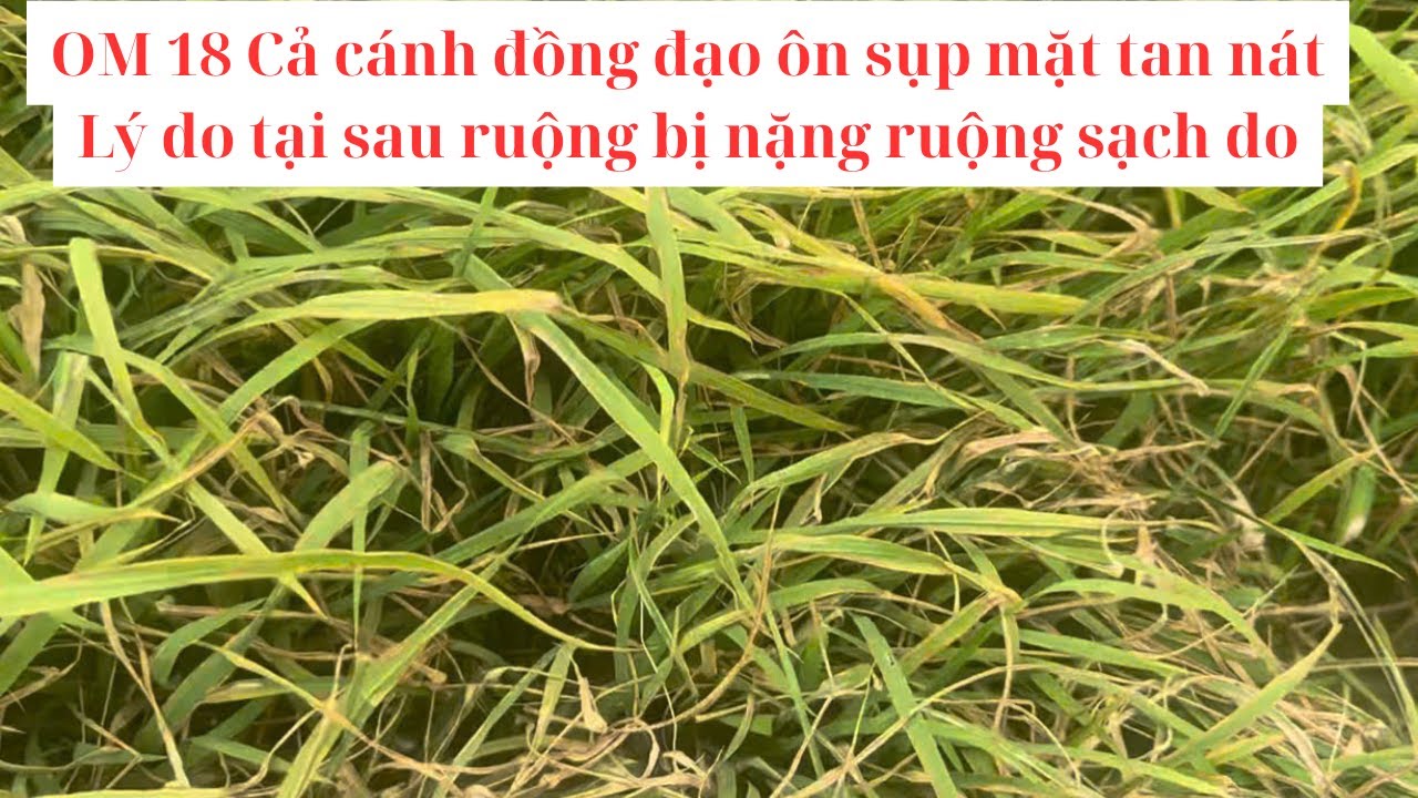 Om18 tại sau bị sụp mặt, phun thuốc không hết