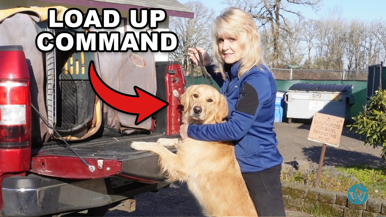 Dog Won’t Get in the Car? Do This Instead of Forcing Them