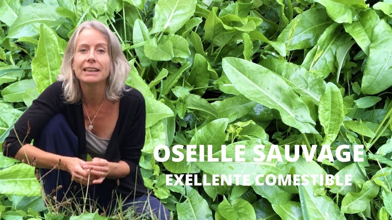 Oseille sauvage, excellente plante comestible : la reconnaître et la cuisiner