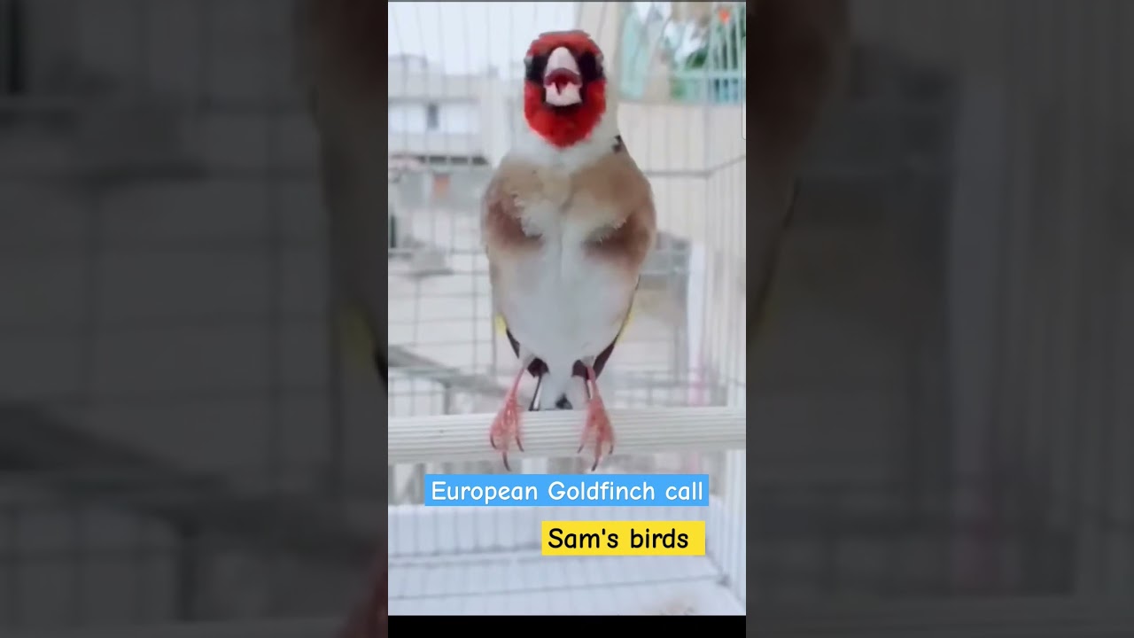 European Goldfinch call