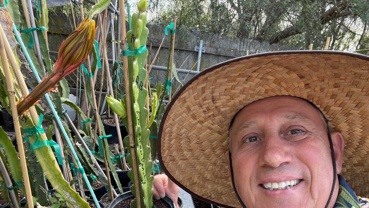 April 1st is Not a Fool&rsquo;s Day in Shulman Dragon Fruit Orchard, lots of flowers!