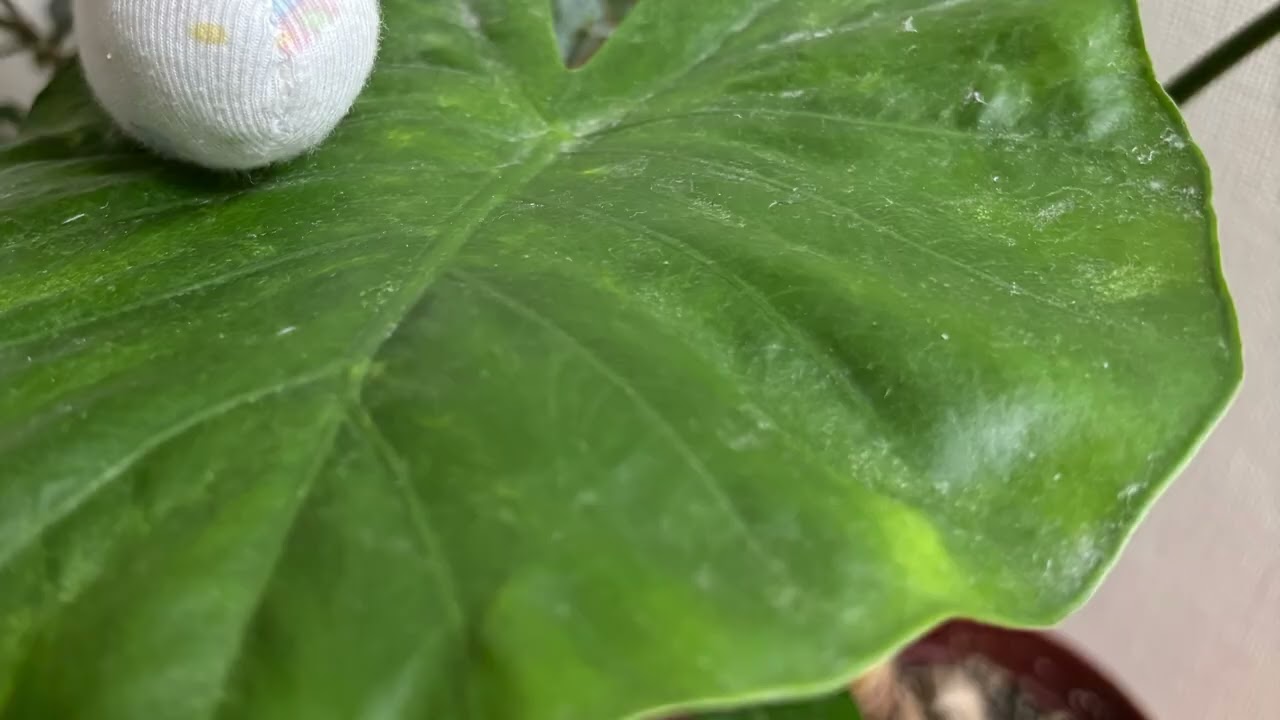 かたむつりさん