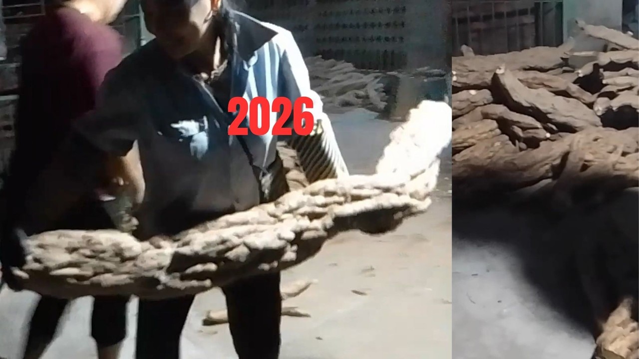 CÂN CỦ SẮN DÂY 2026 ( THANH HÀ- HẢI DƯƠNG)