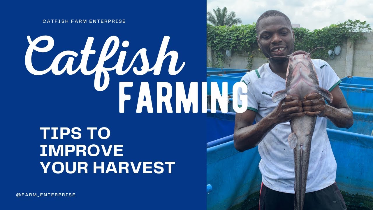 How To Make Money Selling Catfish: The Step-By-Step Sales Process