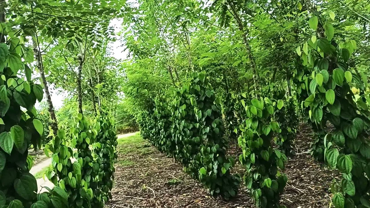 PIMENTA DO REINO!!! PIMENTAL NA ESTACA VIVA!!