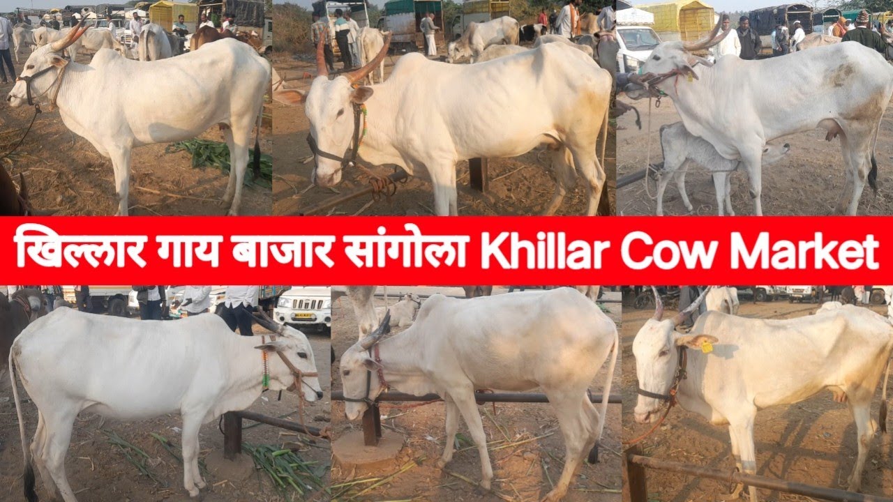 खिल्लार गाय बाजार सांगोला | Khillar Cow Market Sangola 