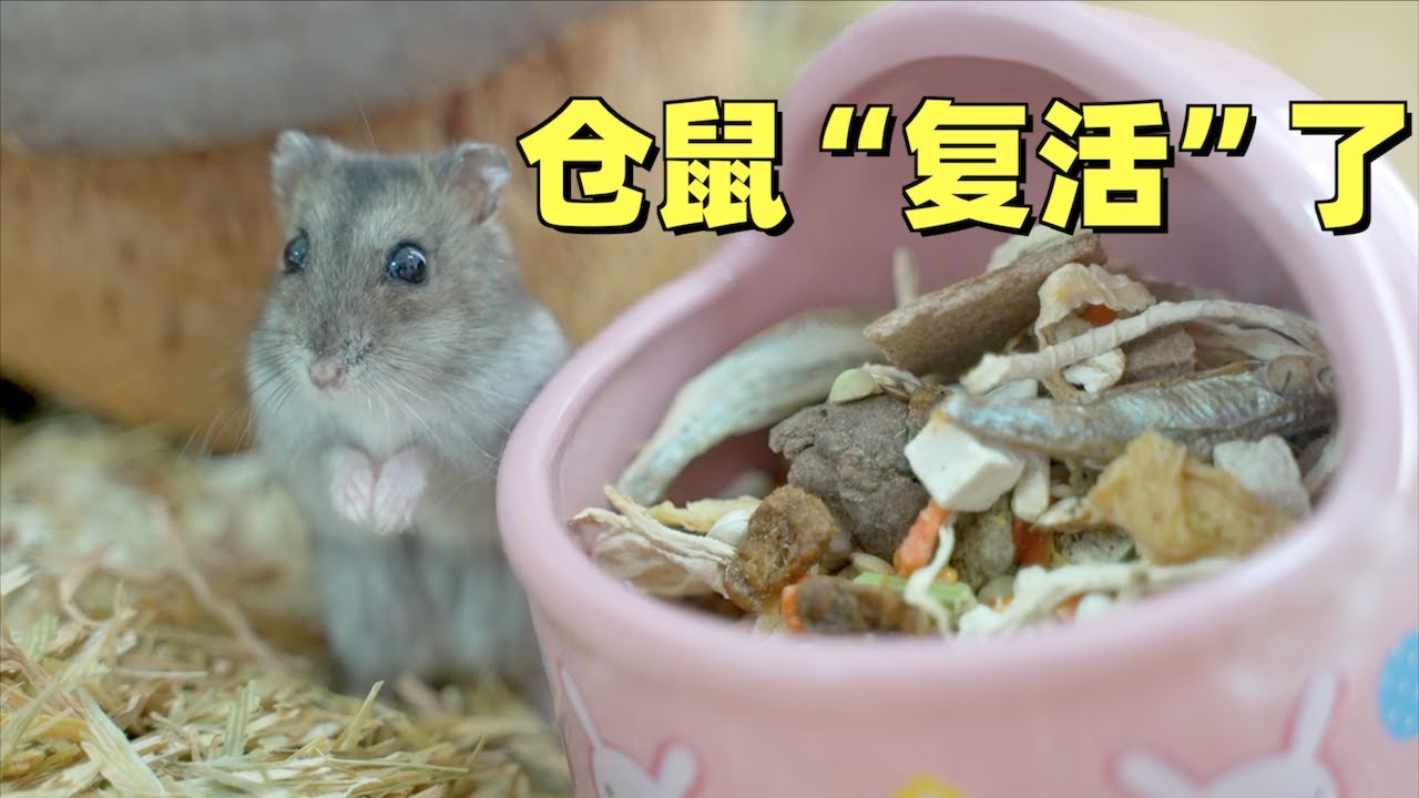 给幼儿园的小仓鼠送豪宅，竟和家中去世仓鼠长得一模一样