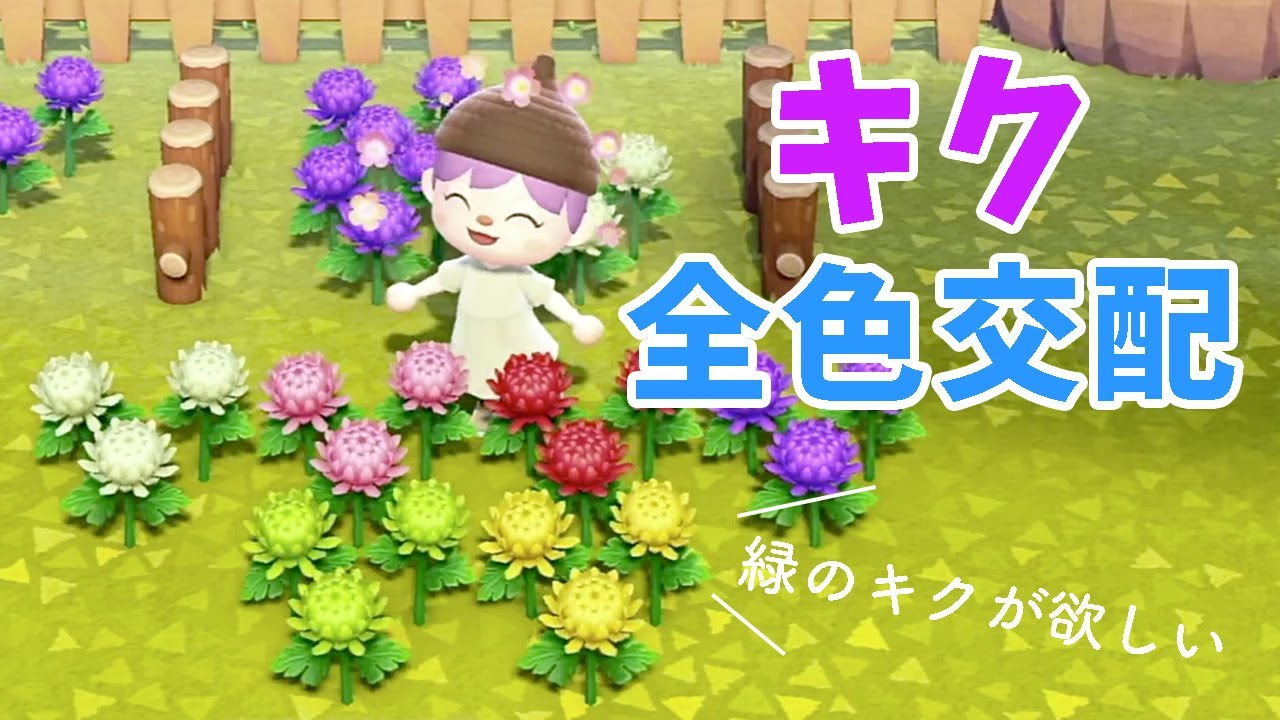 【あつ森】キクの全色交配の仕方 〜緑のキクを作るぞ〜【花交配】