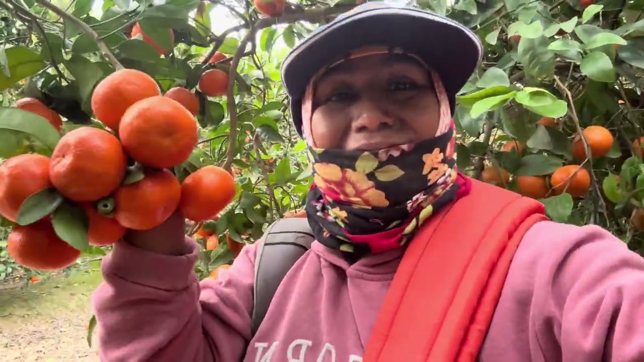 La bonita cosecha de cítricos en los campos de Huasco ￼