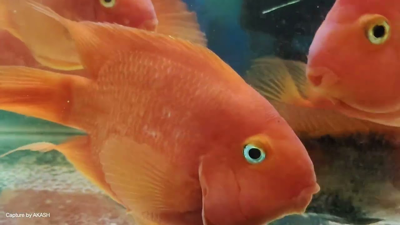 Red parrot,severum tank