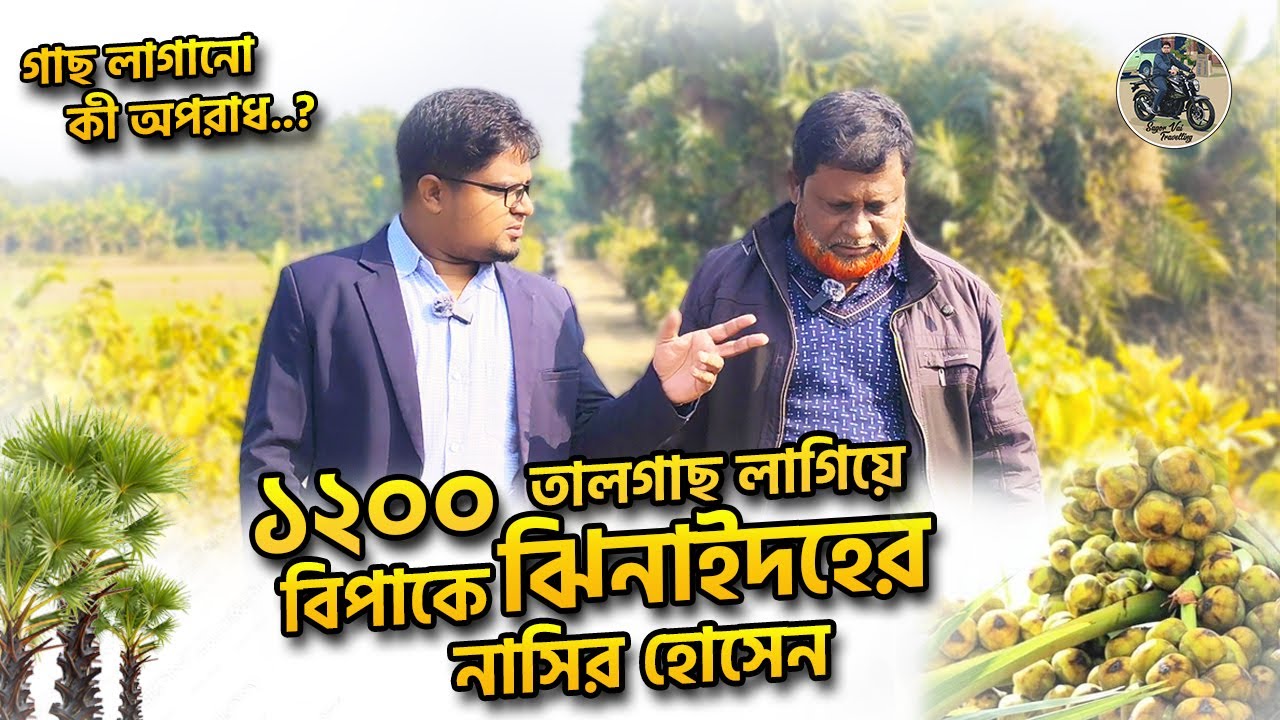 ১২০০ তালগাছ লাগিয়ে বিপাকে একজন মানুষ! ঝিনাইদহ জেলার নাসির হোসেনের বাস্তব গল্প |#তালগাছ #বাস্তব_গল্প