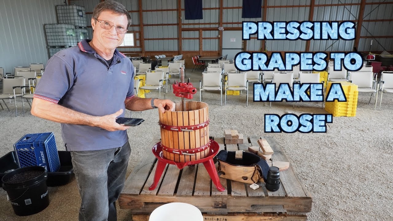 Pressing Grapes to Make Rose' Wine