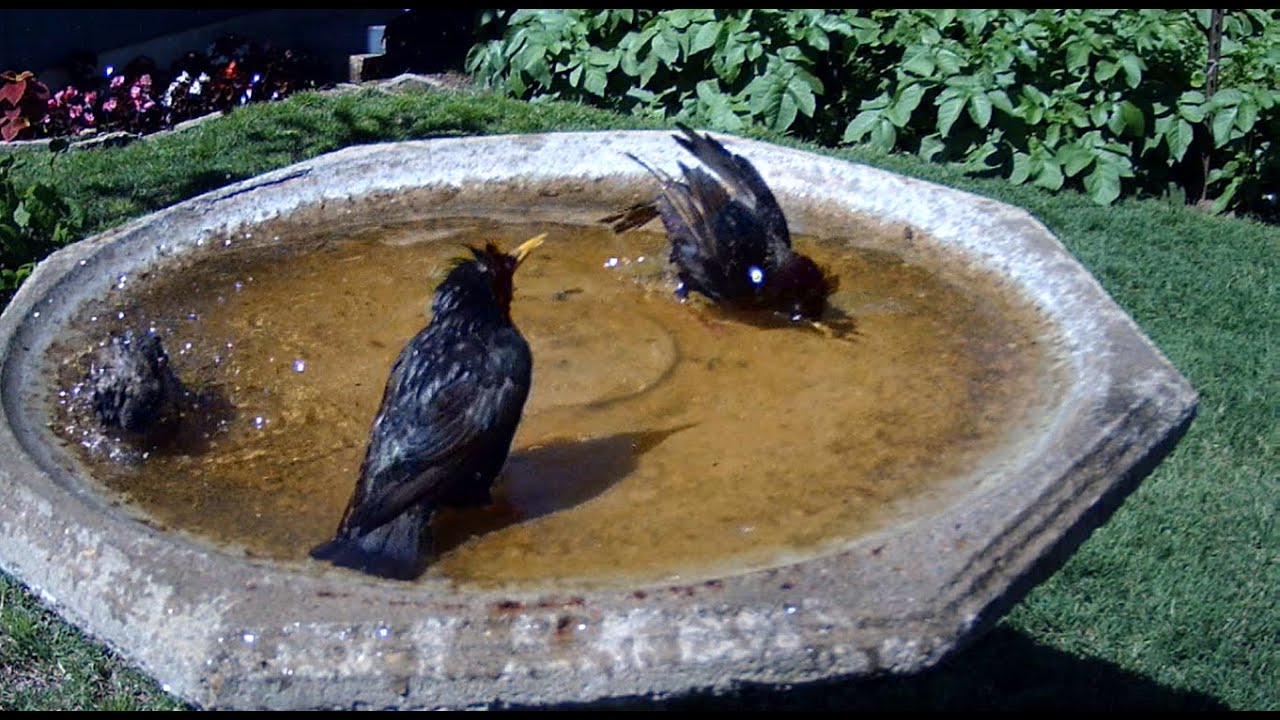 Bird Bath Cam Spring 2023