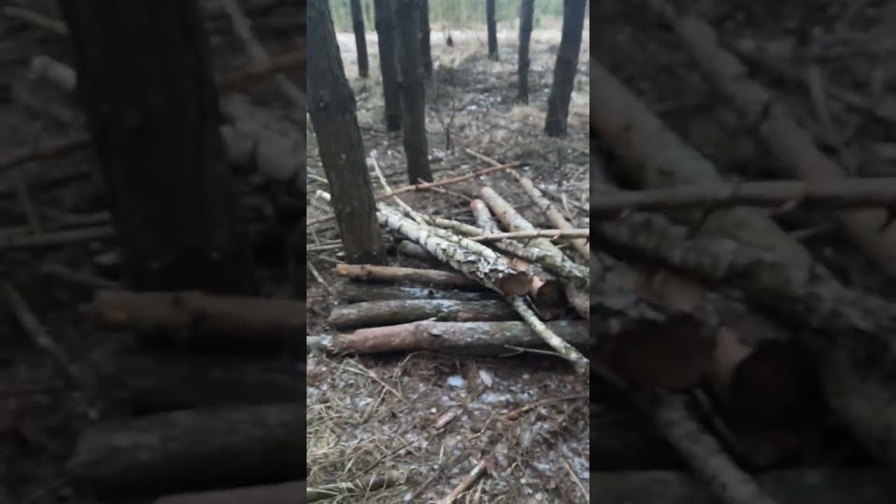 Akcja las. Ursus c 360 w lesie 