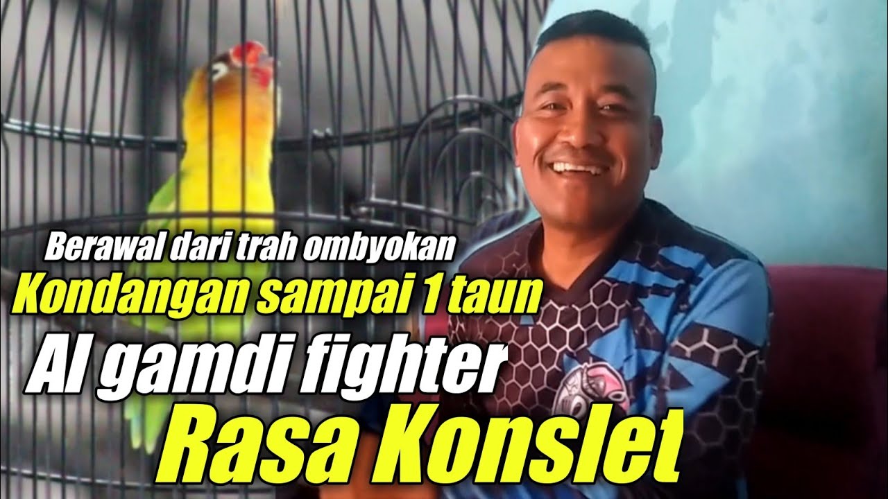 cara lovebird betina fighter jeda rapat