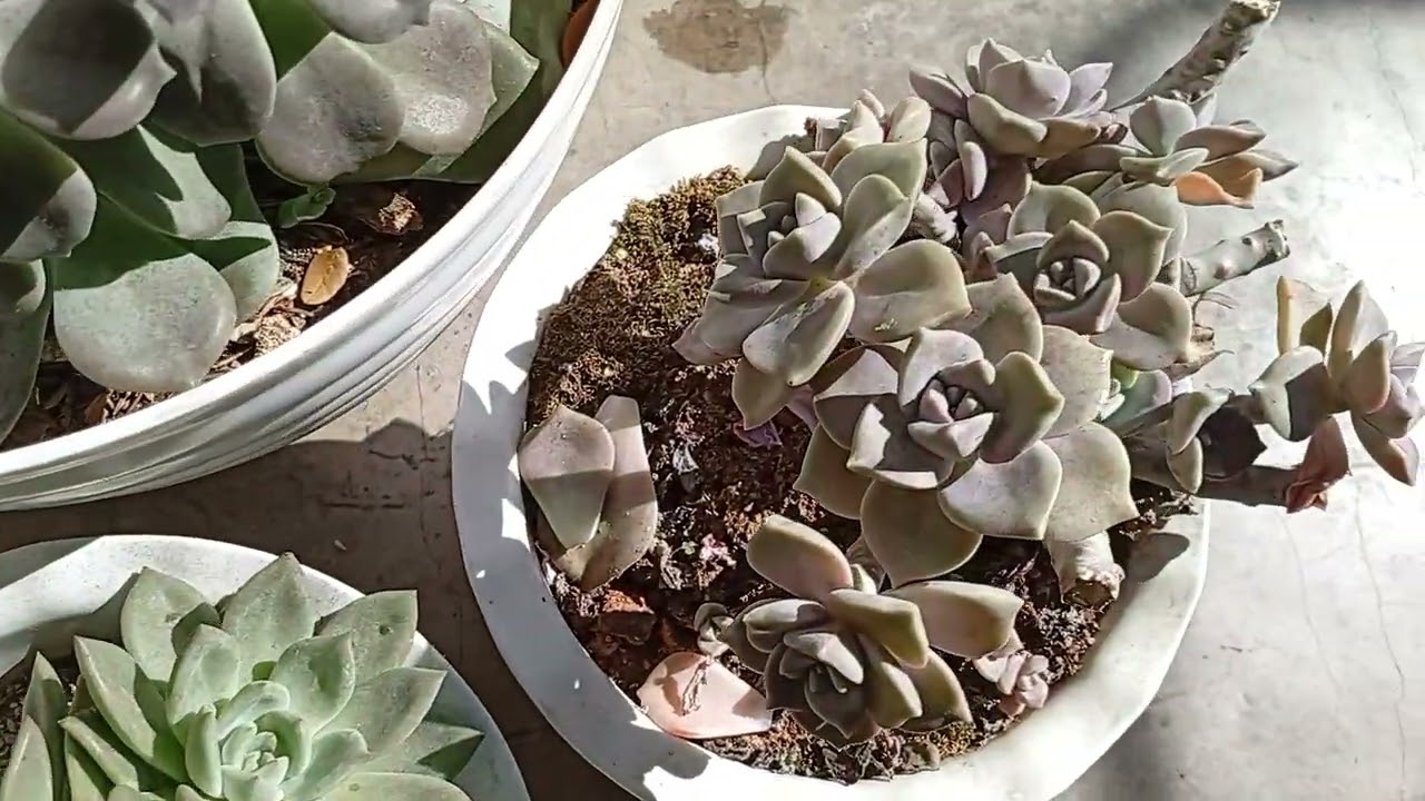 Jan. 31, '26 Succulents sa harap ng store🪷❤️ || Quick update