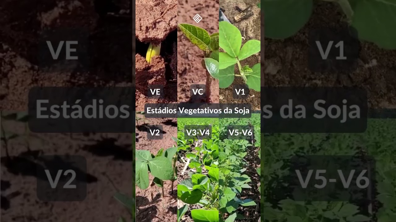 🌱 Quais s&atilde;o os est&aacute;dios vegetativos da soja?