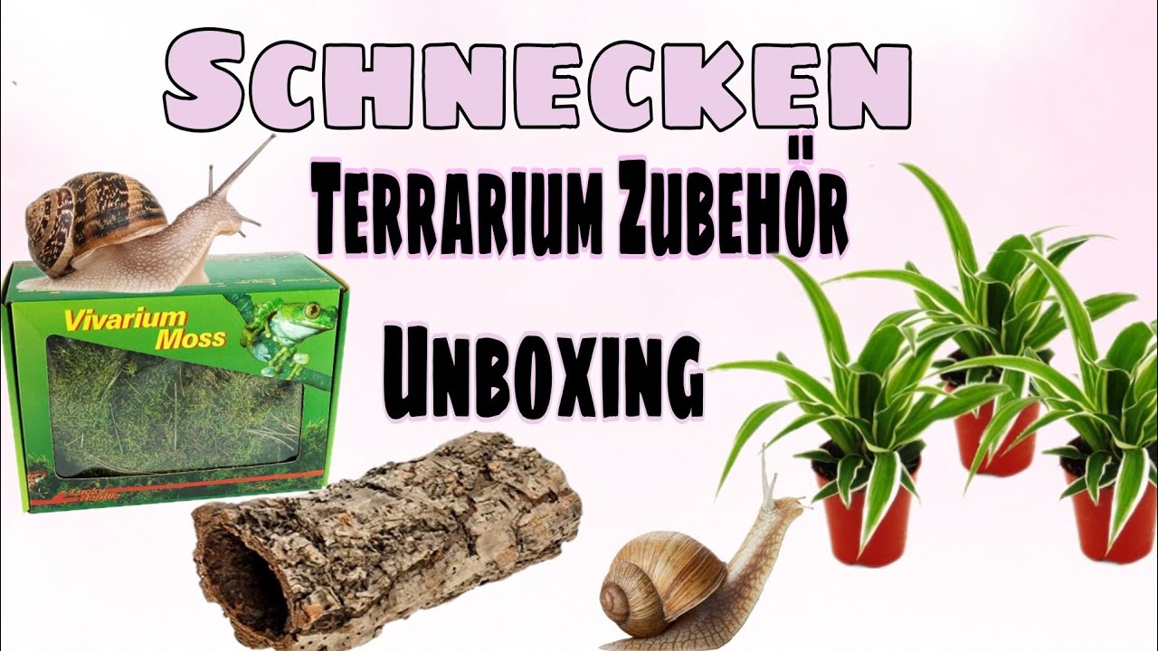 Schnecken /Terrarium Zubehör / Unboxing