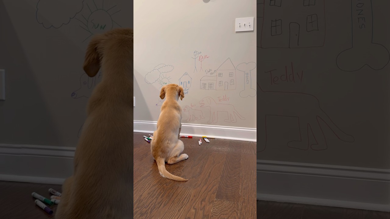 My puppy got her brothers in trouble! 
