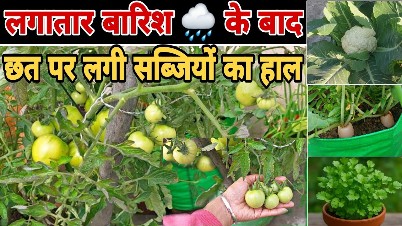 लगातार बारिश के बाद छत पर लगी सब्जियों का हाल | Chat per Gardening |