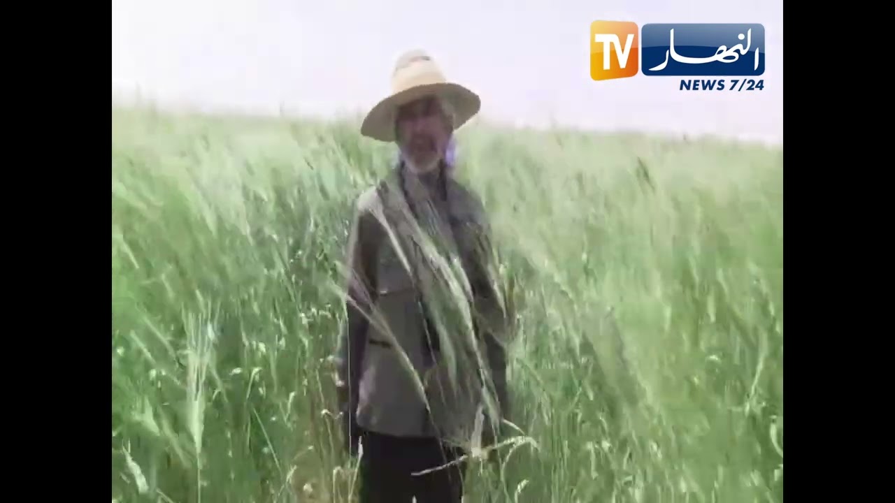خبرات بلادي.. محاصيل حبوب بطول 1.80 متر في النعامة