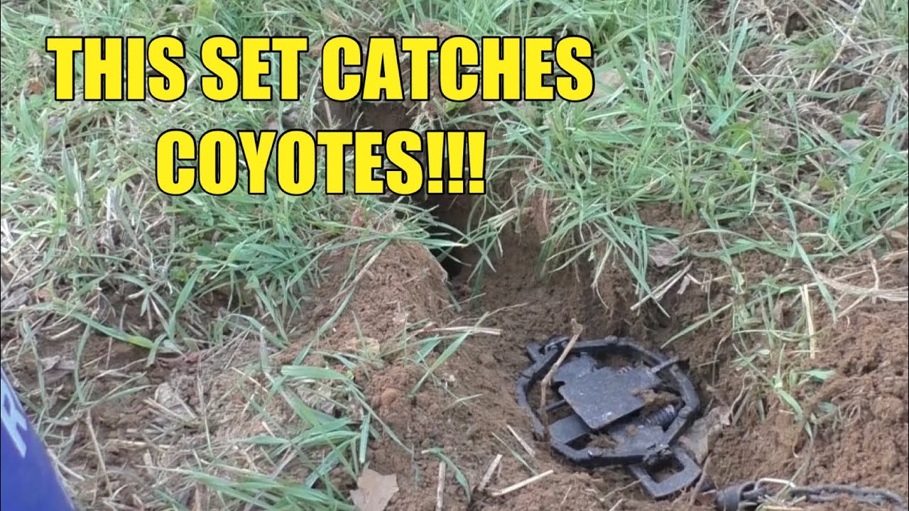 SETTING COYOTE TRAPS IN FOOD PLOTS!!! TRENCH SET AND FLAT SET!!!