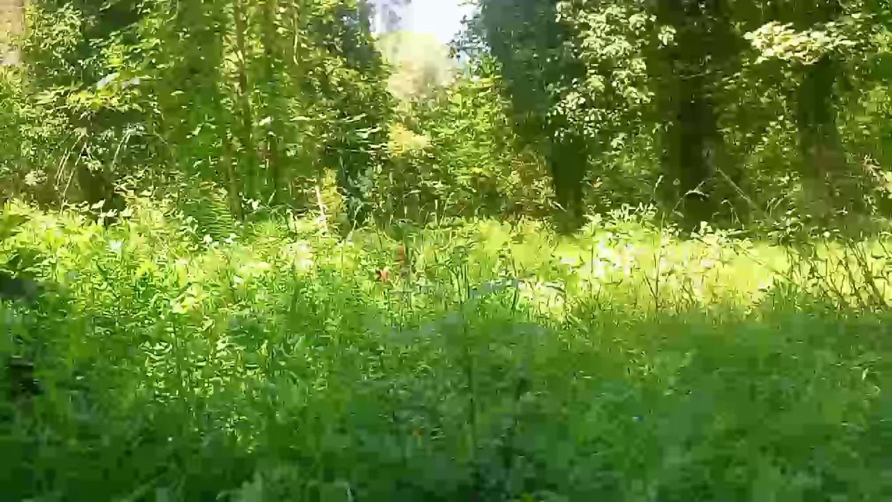 Field of Grass and Mini-Forest View in Fara F. Petri (ITALY) Cool and Relaxing View on Summertime