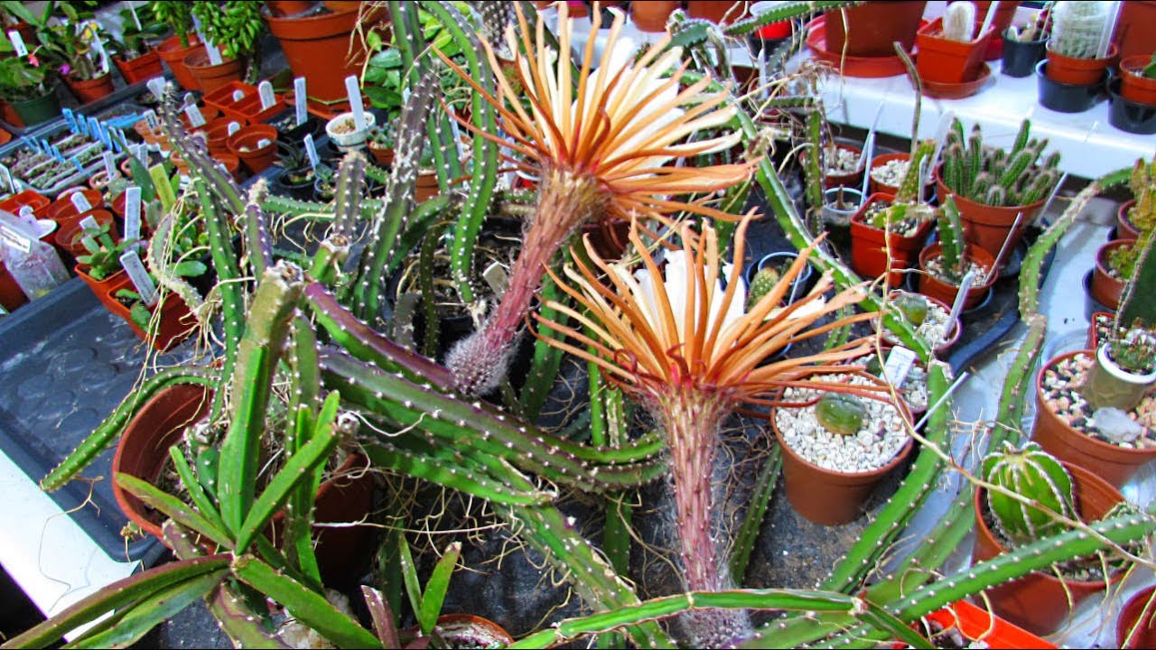 Our Selenicereus grandiflorus ' Queen of the Night' Cactus from Buds to Blooms