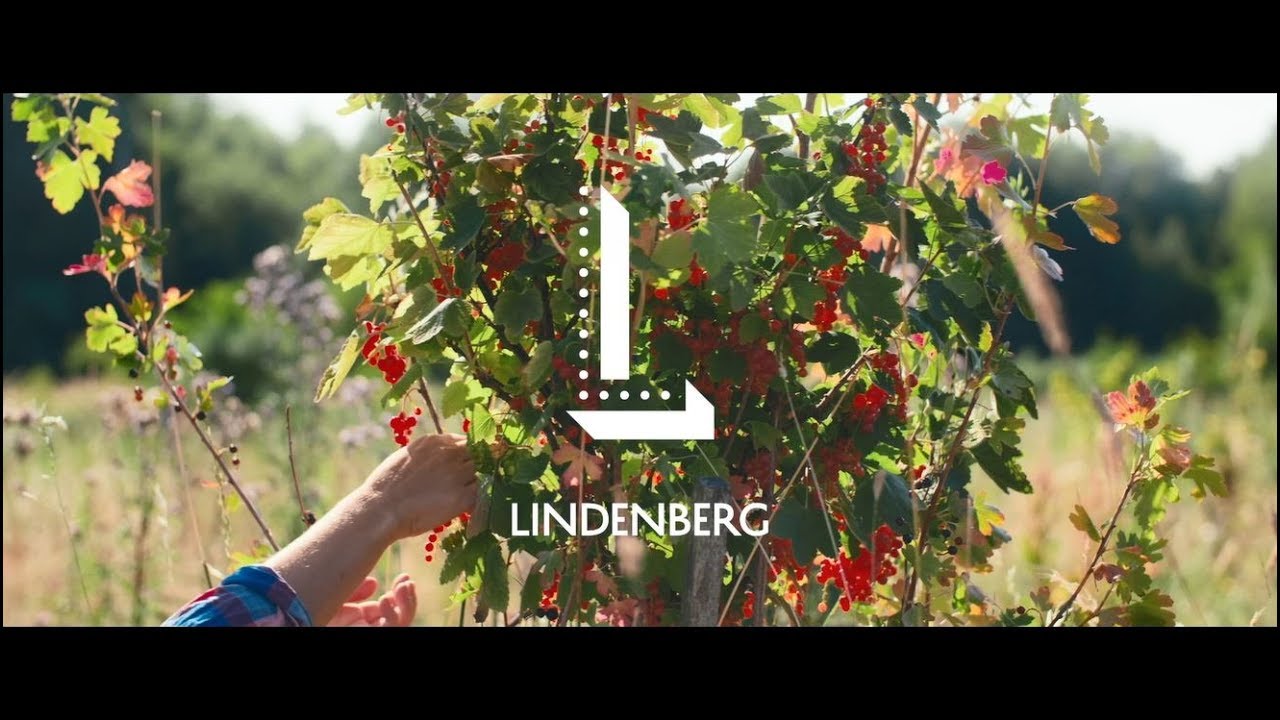 LINDENBERG - Tales Of A Guest Collective