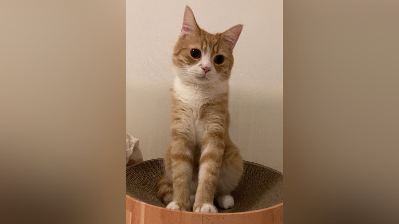 誰にも選ばれなかったスコティッシュフォールドが、おさじになった日