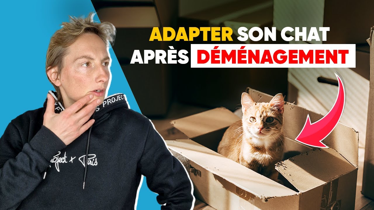 De Maison À Appartement Avec Un Chat