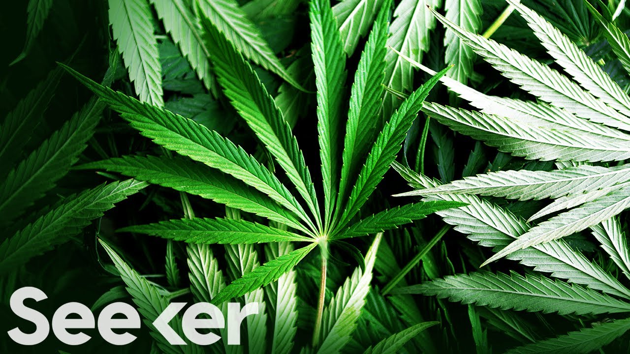 It Shouldn't Be This Hard For Scientists To Study Weed