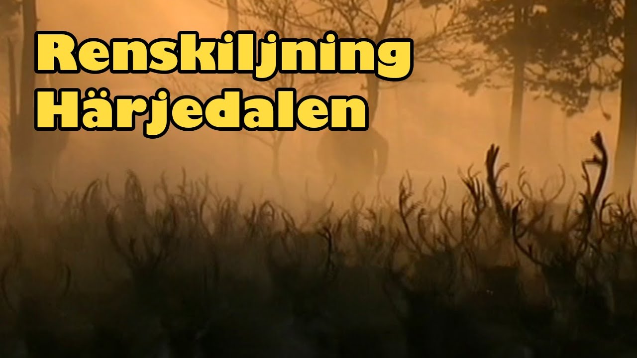En Av Sveriges Största Renhjordar