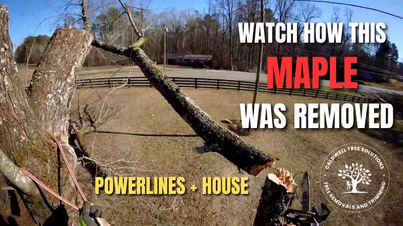 Risky Tree Removal Close to Power Lines – Rotten Wood & Poison Ivy