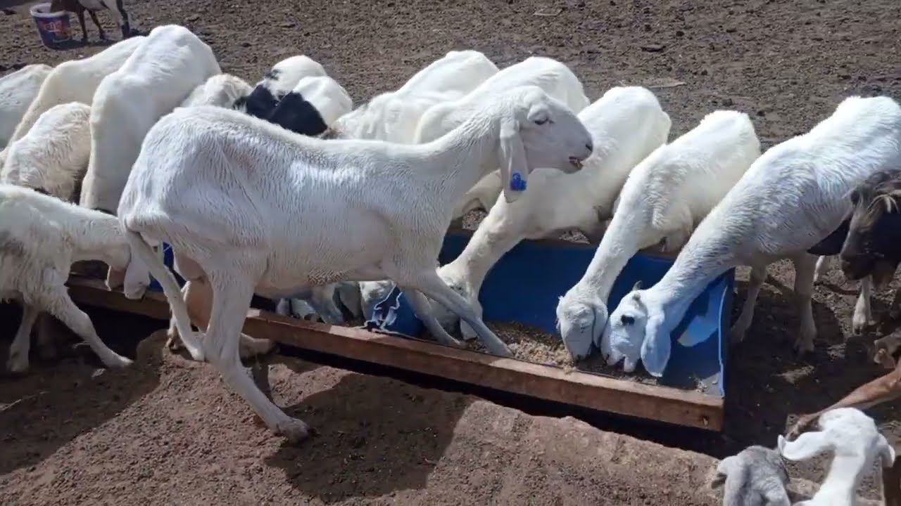 Comment lutter contre les parasites externes des moutons ?
