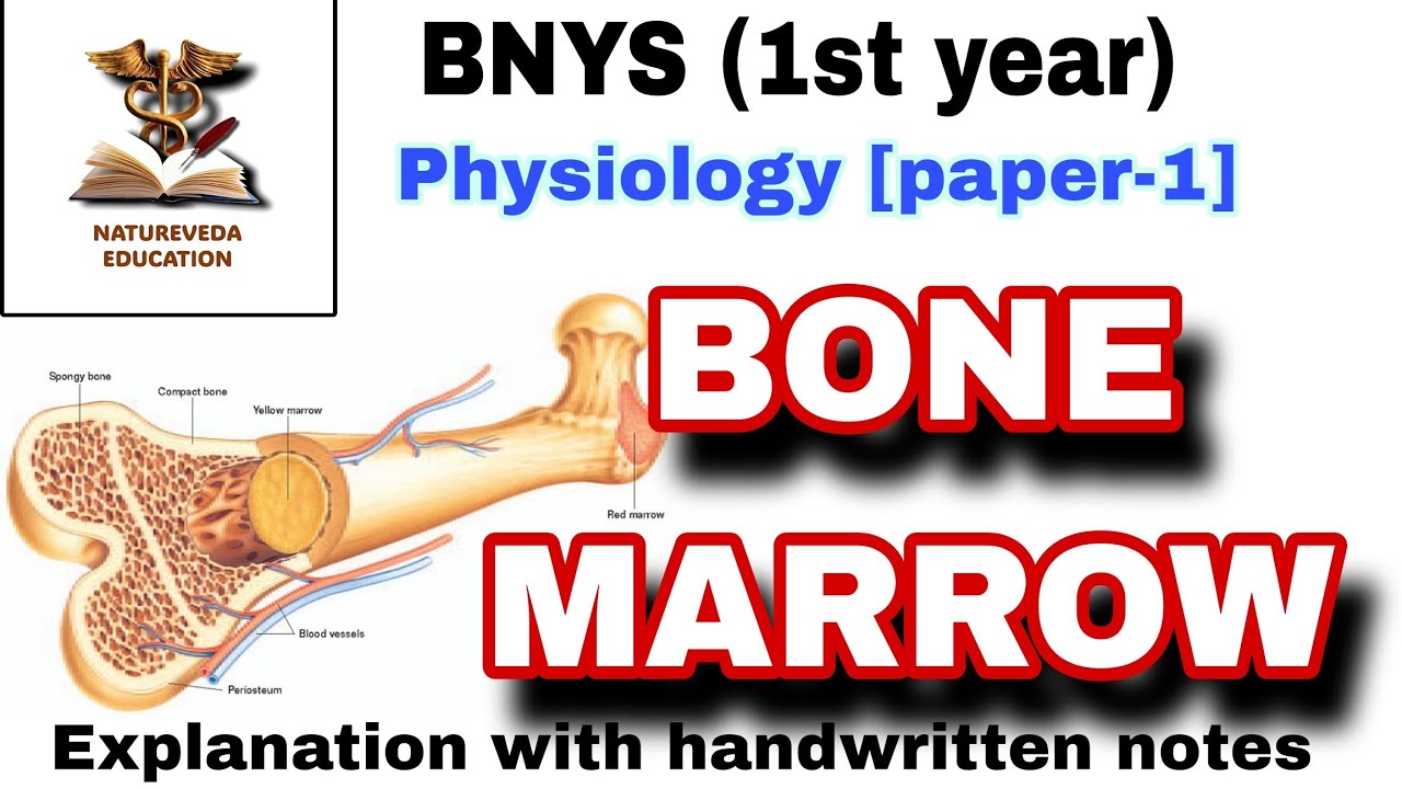 Bone marrow || Natureveda Education || BNYS 1st year || physiology paper 1 #bnys #study #naturopathy