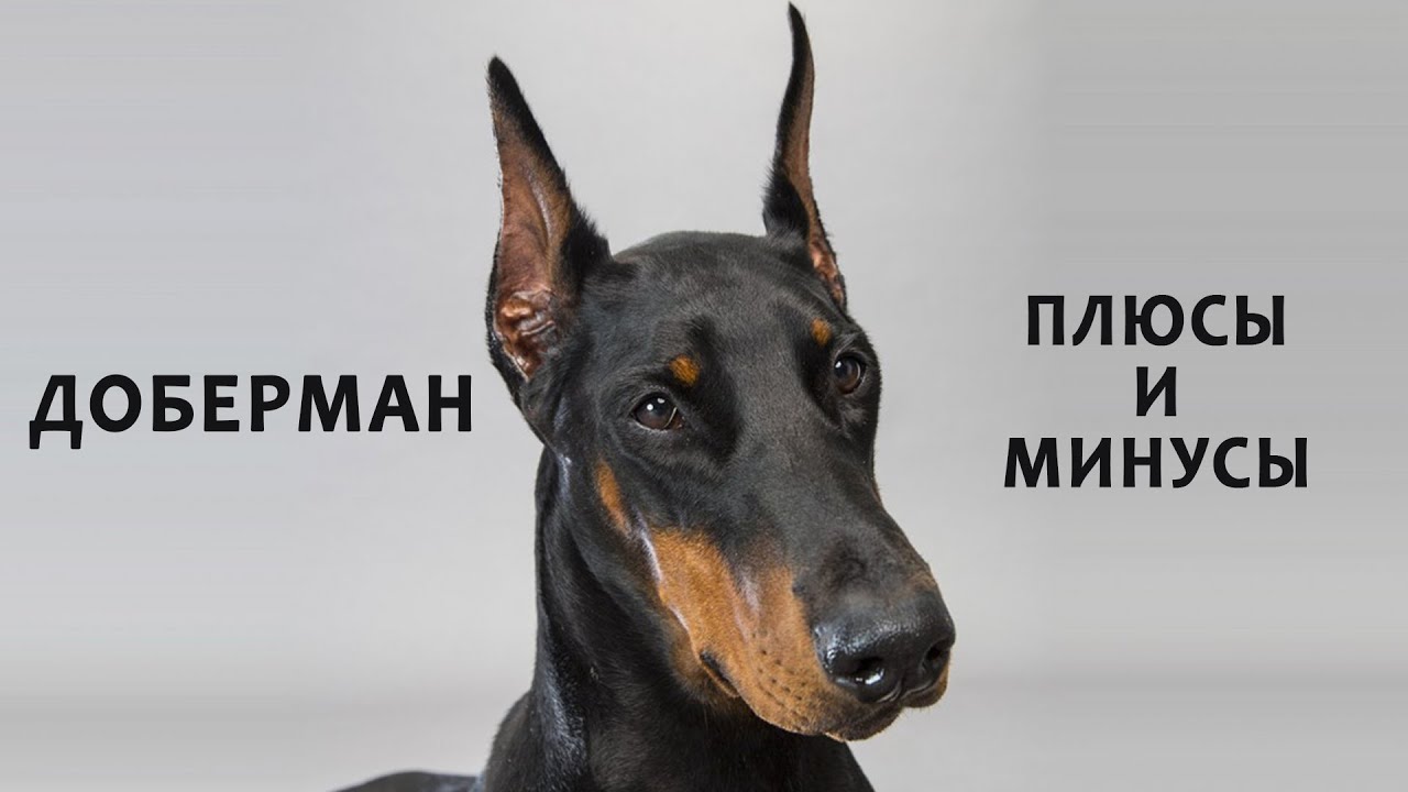 ДОБЕРМАН. Плюсы и минусы породы Doberman