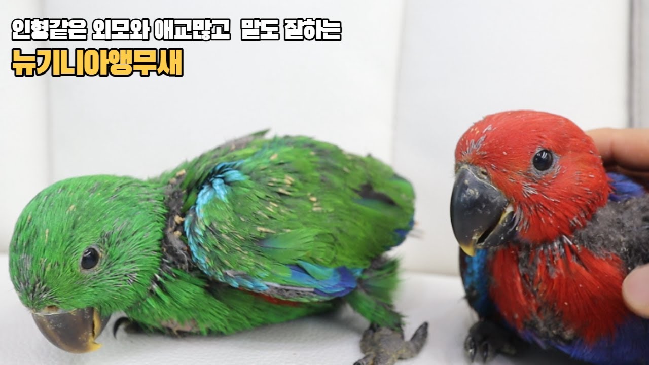 뉴기니아앵무새 분양합니다 #대구앵무새농장 #반려동물 #반려조
