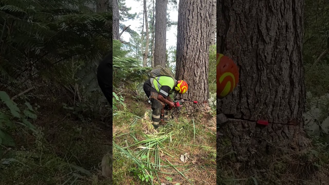 Maungawaru Logging Ltd, Wayne Henman With the BaSt-Ing Mechanical wedges