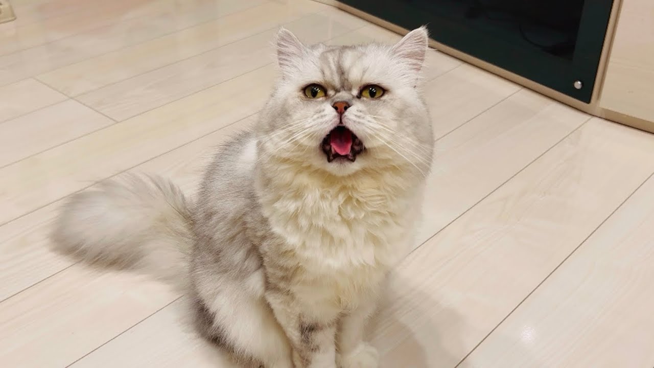 『撮ってんじゃねーよ！！』 カメラを向けるとご立腹な猫 #264