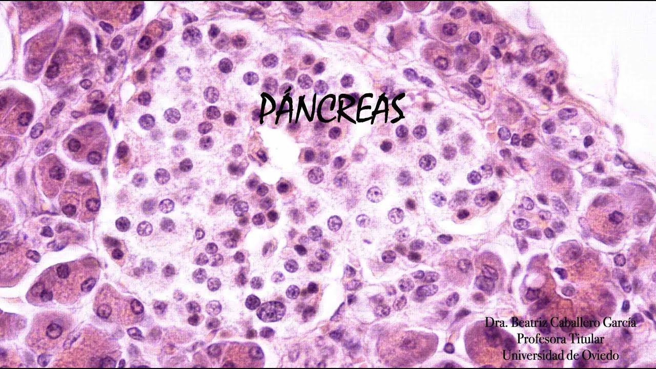 Páncreas (Hematoxilina-eosina y tionina)