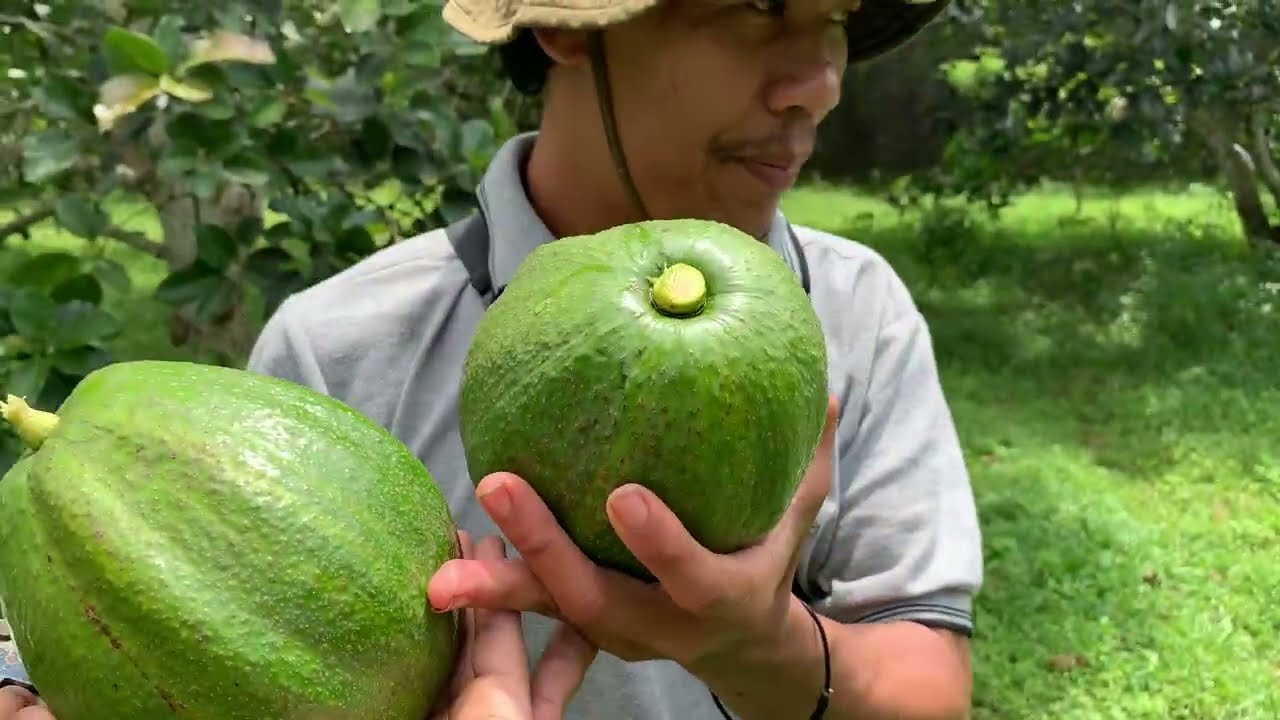 PANEN ALPUKAT KENDIL SATU KEBUN