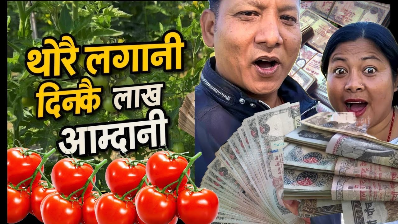 थोरै लगानीमा लाखौं आम्दानी  दिने यौटै खेती गोलभेँडा खेती !  Best Cash crops- Tomato Farming 