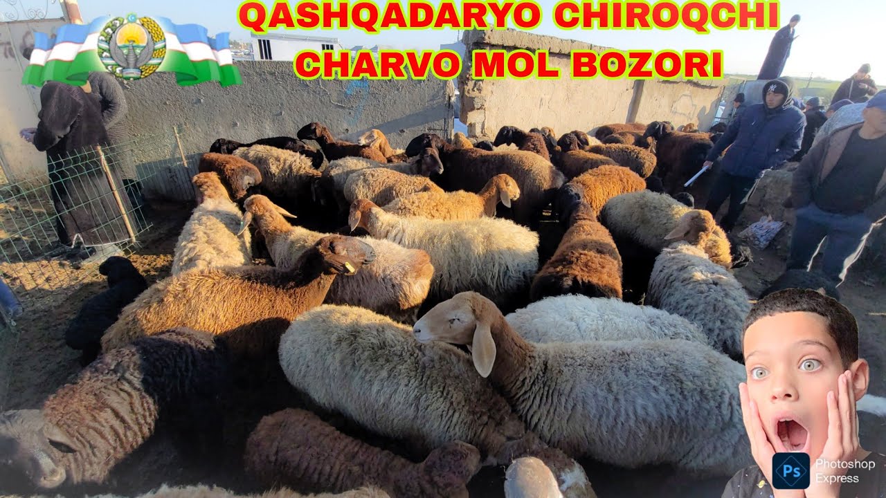 QASHQADARYO CHIROQCHI CHARVO QUY MOL BOZORI