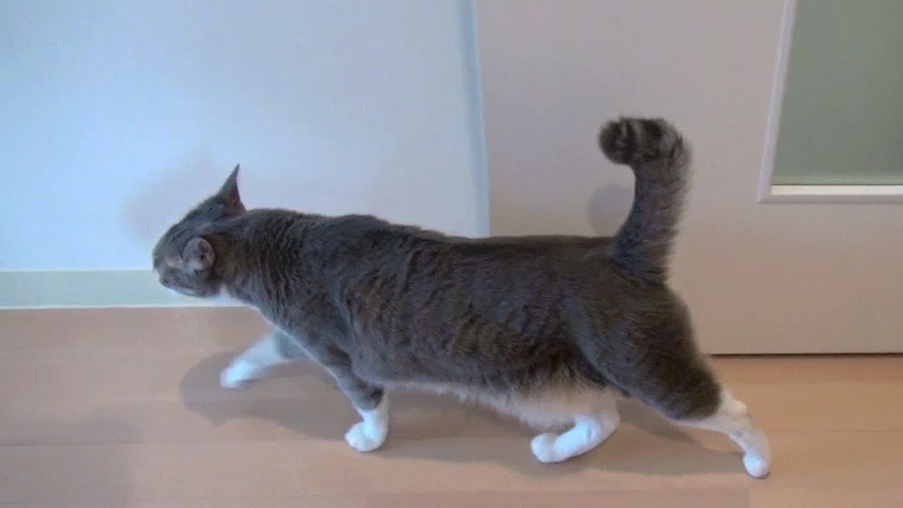 走る・跳ねる・飛ぶ - Flying Cat -