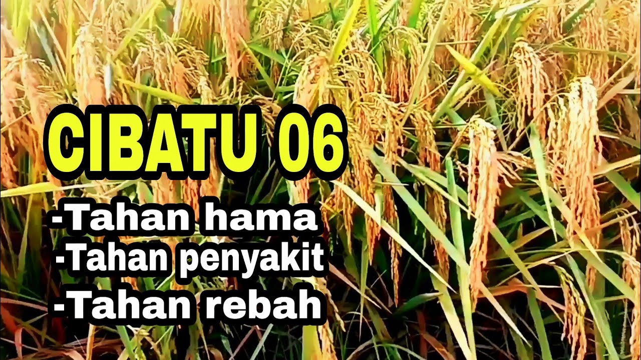 CIBATU 06 PANEN PADI AWAL RAMADHAN BERKAH DAN MELIMPAH