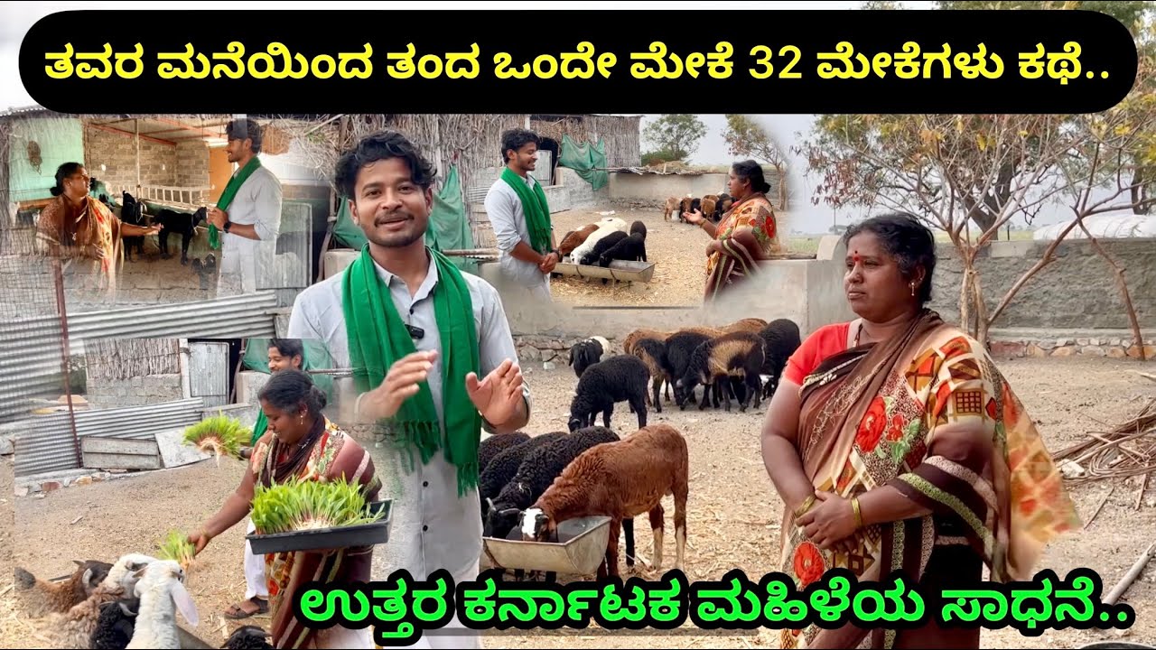 🔥ರೈತಾಪಿಮಹಿಳೆಯ 1 ಮೇಕೆಯಿಂದ 32 ಮೇಕೆಗಳ ಕಥೆ | farming #agriculture. # #raitamitra #farmingkannada