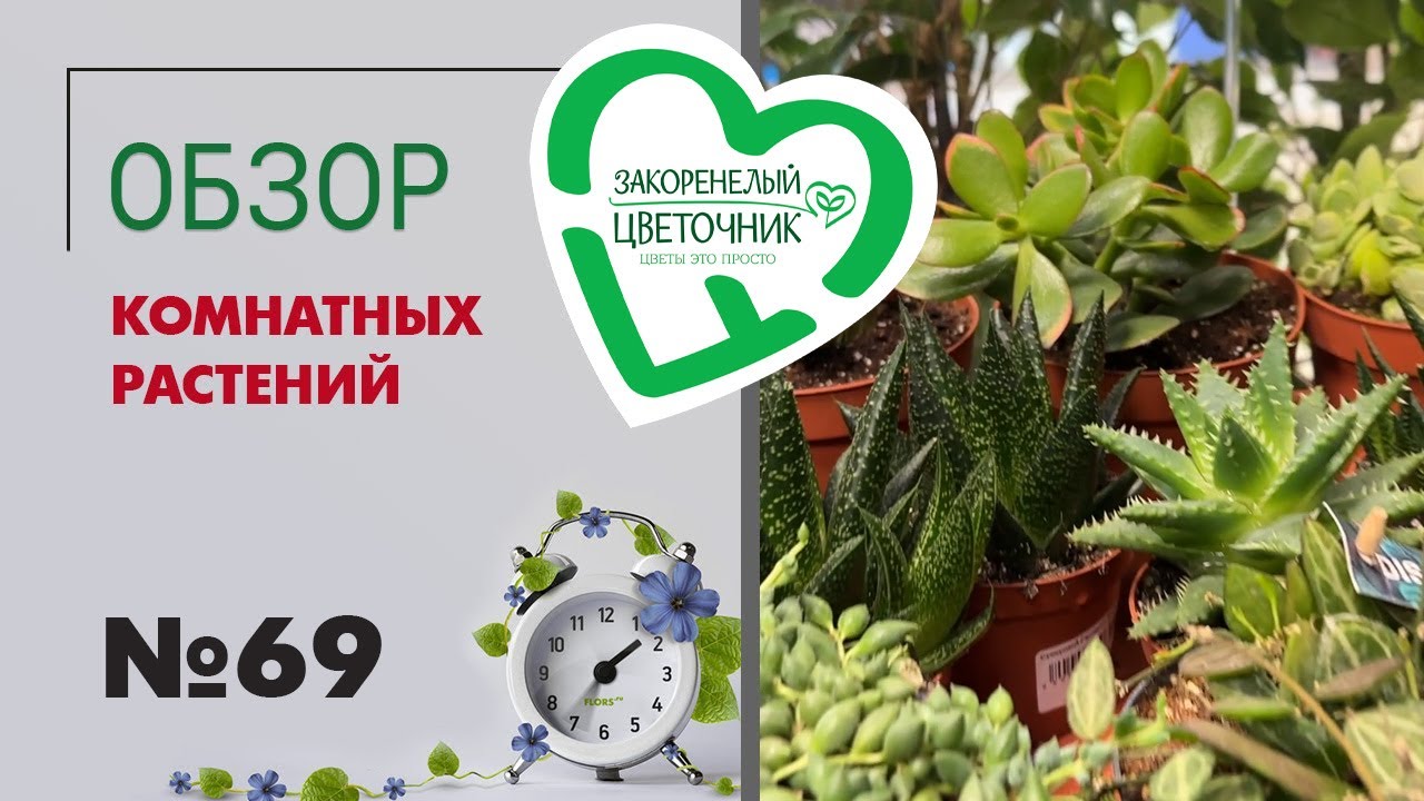 #69 Обзор поставки комнатных растений | Суккуленты, сансевиерии редких сортов, фаленопсисы и другое