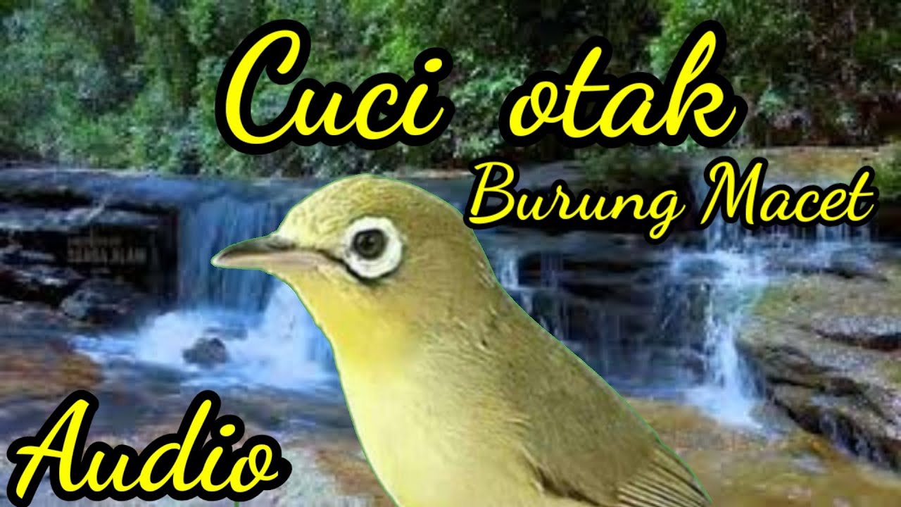 Audio Masteran cuci otak kecial kuning