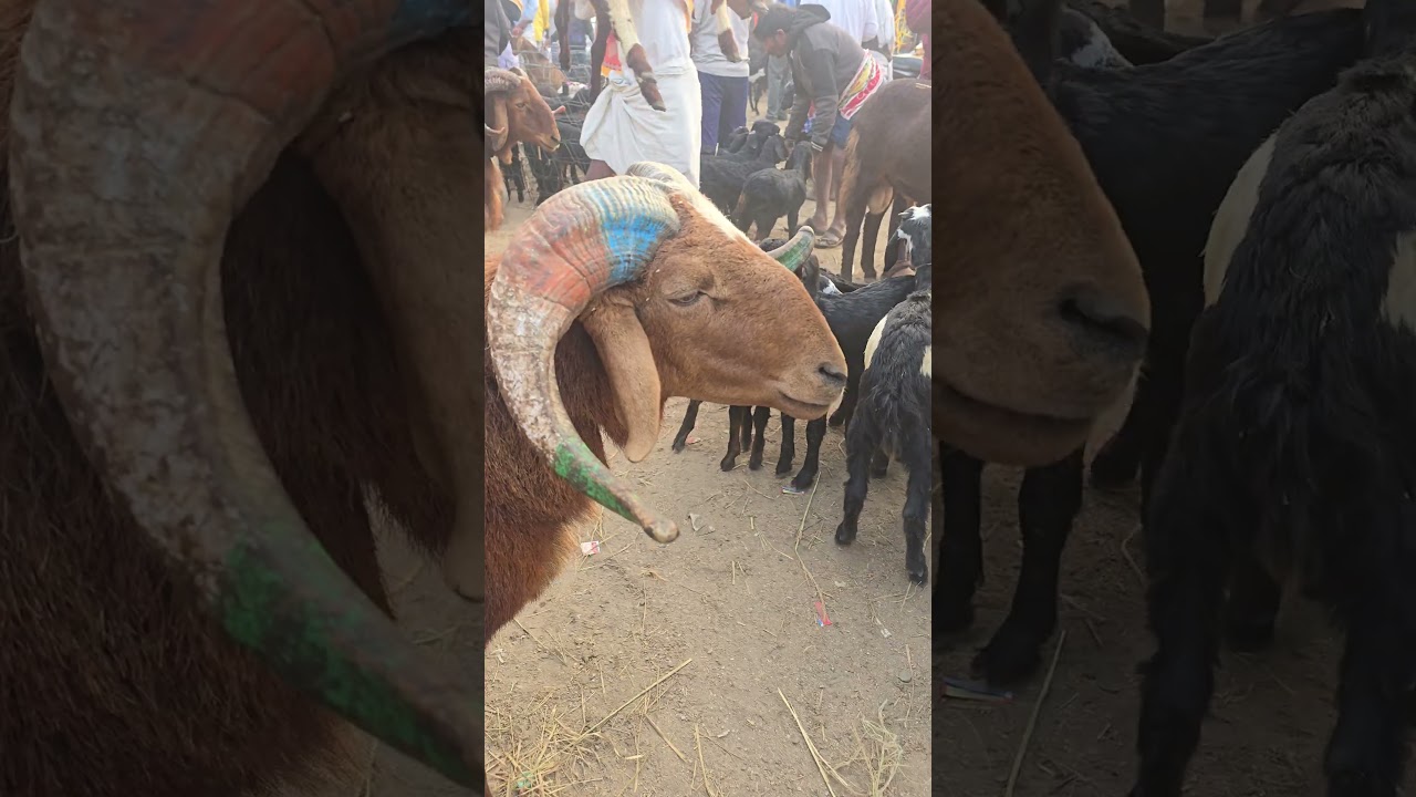 Sindhnur Sheep  
